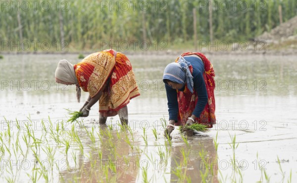 Morigaon, India. 20 February 2024. Women plant rice saplings in a paddy field on February 20, 2024