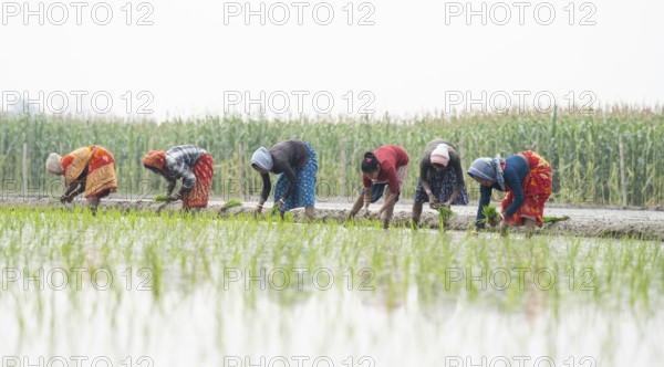 Morigaon, India. 20 February 2024. Women plant rice saplings in a paddy field on February 20, 2024