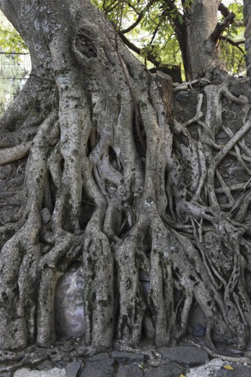 Amhara region, near Gondar, Gonder, aerial roots of the woody figs at the Fasilida's moated castle,