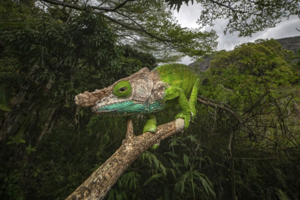 Oshaugnessi chameleon male (Calumma OPshaughnessyi) in the rainforests of Ranomafana National Park