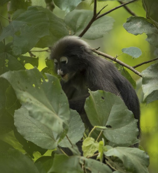Dusky leaf monkey (Trachypithecus obscurus), Kaeng Krachan National Park, Phetchaburi Province,