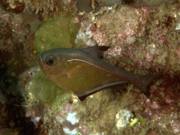 A brown hatchetfish (Pempheris adusta), bony fish, with a white line swimming in the tropical sea,
