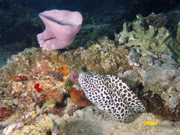 Large net moray eel (Gymnothorax favagineus) meanders along the coral reef through the colourful