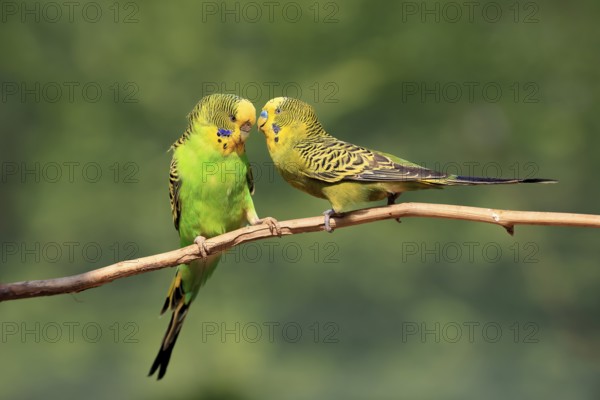 Budgerigar (Melopsittacus undulatus), adult, pair, male, female, two, in perch, courtship, social
