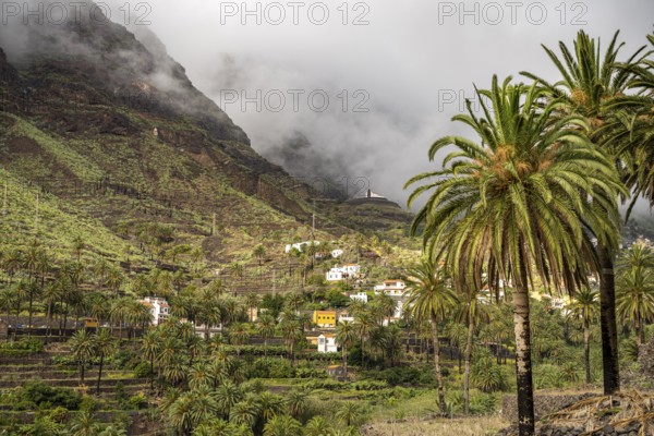Cultural landscape with palm trees in Valle Gran Rey, La Gomera, Canary Islands, Spain, Europe
