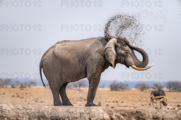 African elephant (Loxodonta africana), bathing at a waterhole, spraying water from its trunk, Nxai