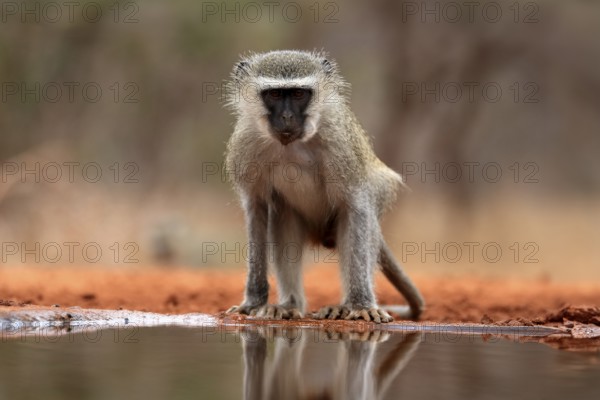 Vervet Monkey (Chlorocebus pygerythrus), adult, drinking, at the water, Kruger National Park,