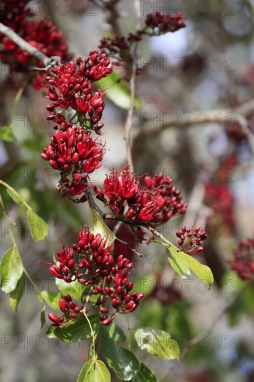 Schotia (Schotia brachypetala), flower, flowering, Kirstenbosch Botanical Gardens, Cape Town, South