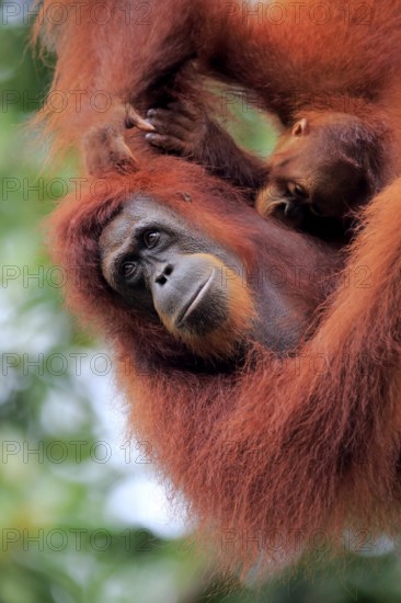 Bornean orangutan (Pongo pygmaeus), adult, female with young, portrait, social behaviour, mother,