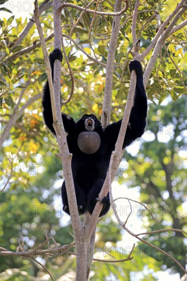 Siamang (Symphalangus syndactylus), adult calling on tree, brachiation, swinging, Southeast Asia