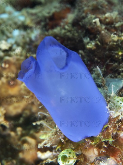 Blue Sea Squirt (Clavelina coerulea) on a coral reef in the sea, dive site Prapat, Penyapangan,