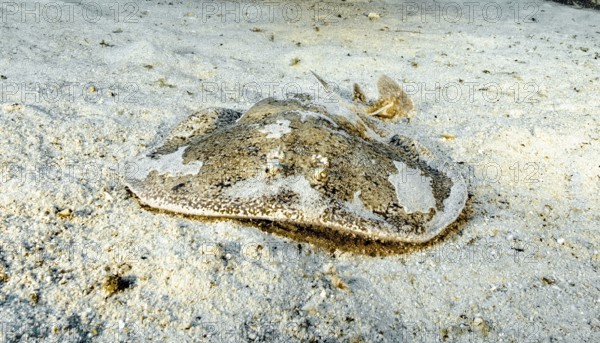 Electric ray (Torpedo marmorata) Electric ray lying on sandy seabed looking at viewer head-on,
