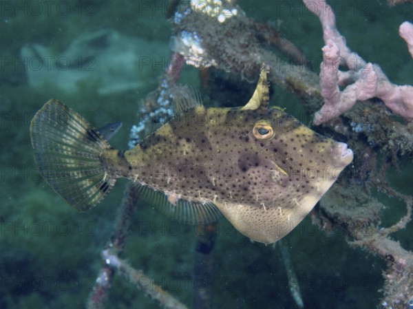 An algae filefish (Pseudomonacanthus macrurus), files swimming between corals in clear water, dive
