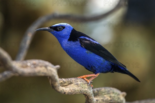 Red legged Honeycreeper (Cyanerpes cyaneus), Aviario Nacional de Colombia, Via Baru, Province of