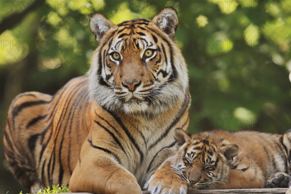 Sumatran tiger (Panthera tigris sumatrae), female with young, captive, occurring in Sumatra,