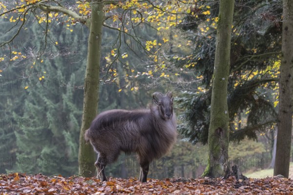 One male Himalayan Tahr (Hemitragus jemlahicus) standing in a forest. Green and yellow forest in