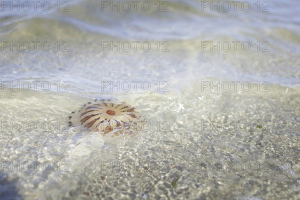 Fire jellyfish in the sea off Borkum, 22/07/2024