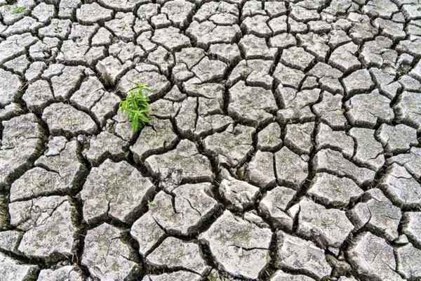 Dry soil, cracked, only a few weeds growing out of the ground, dried-up riverbed, in a side arm of