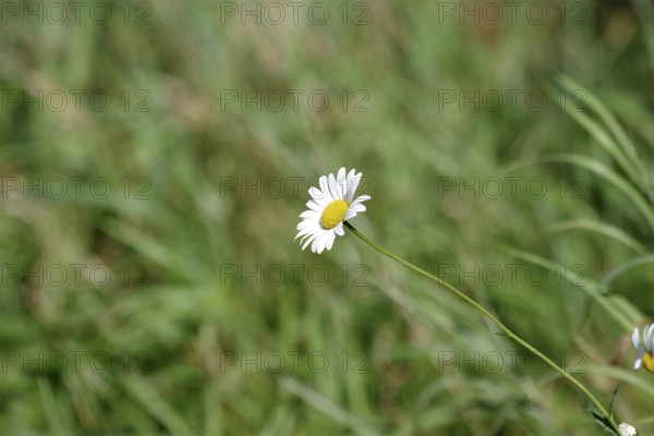 Marguerites (Leucanthemum), Flower, Blossom, The blossom of a single daisy against a green