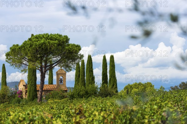 Vine, viticulture, agriculture, agribusiness, winegrower, wine, red wine, plantation, Suvereto,