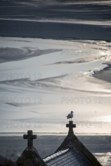 Seagull sitting on a cross at low tide, monastery island Le Mont Saint Michel in the Wadden Sea, Le