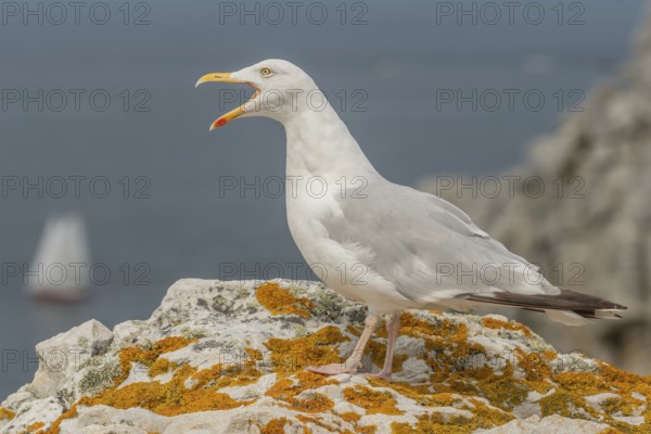 Herringgull (Larus argentatus) screaming on a rock at the edge of a cliff. Camaret, Crozon,