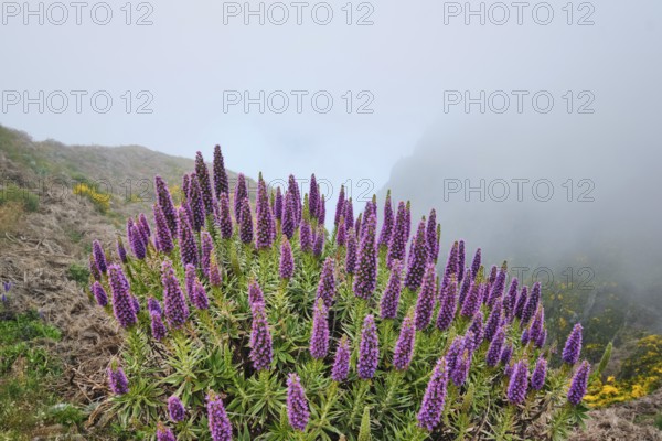 View near Pico do Arieiro of mountains in clouds with Pride of Madeira flowers and blooming Cytisus