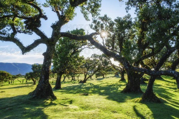 Centuries-old til trees in fantastic magical idyllic Fanal Laurisilva forest on sunset. Madeira
