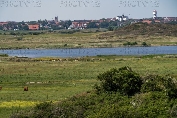 North Sea island Langeoog, early summer, dune landscape in the centre of the island, view from the