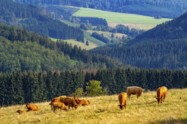 Landscape in the Rothaargebirge, Sauerland, near Langewiese, cattle on a pasture, view to the