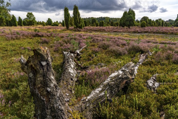 Flowering heath, broom heather and juniper bushes, near Wilseder Berg, near the village of Wilsede,