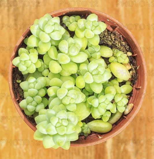 Beautiful little plant, succulent in a small flower pot. on the wooden background