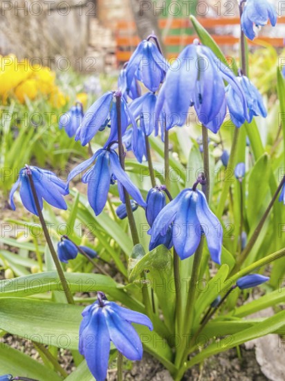 Scilla blooming in the botanical garden in spring