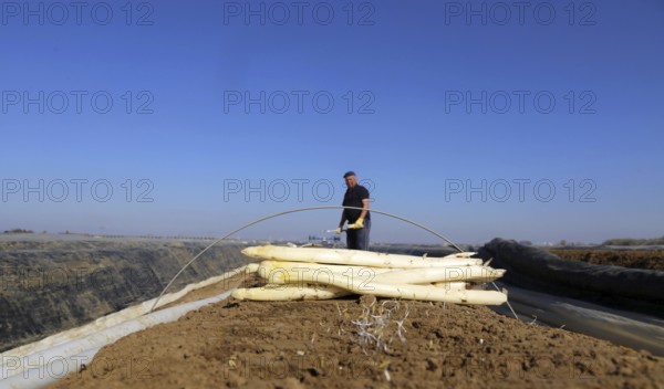 Agriculture asparagus harvest in a field near Mutterstadt, Rhineland-Palatinate