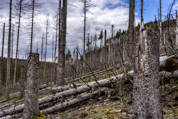 Dead spruce trees, broken by wind, lying in disarray, forest dieback in the Arnsberg Forest nature