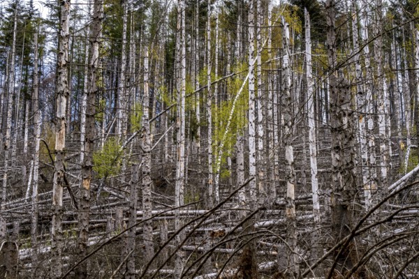 Dead spruce trees, broken by wind, lying in disarray, forest dieback in the Arnsberg Forest nature