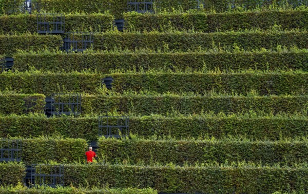 Green façade, made of over 30, 000 hornbeams forming a hedge a good 8 kilometres long, on the roof