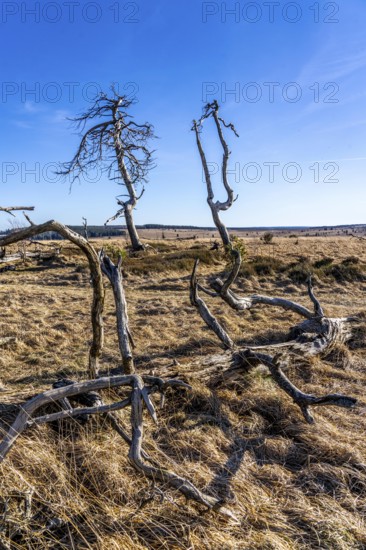 Noir Flohay ghost forest, remnants of a forest fire from 2011 in the High Fens, high moor, in the
