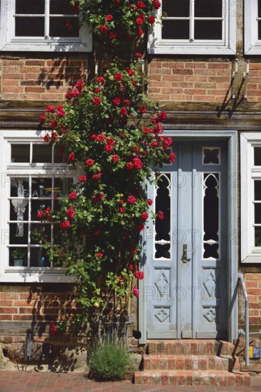 Europe, Germany, Mecklenburg-Western Pomerania, Bützow, half-timbered house with hollyhocks,