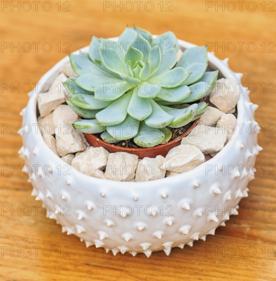 Beautiful little plant, succulent in a small ceramic flower pot with decorative stones