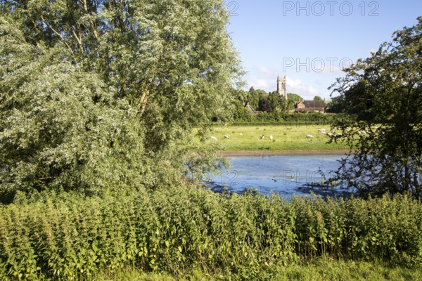 Sheep grazing in pasture by River Kennet, West Overton, Wiltshire, England, UK