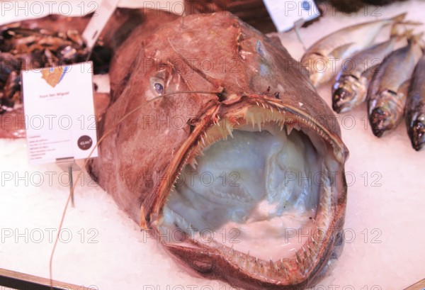 Monkfish displayed on ice of fishmonger stall, Mercado San Miguel market, Madrid city centre,