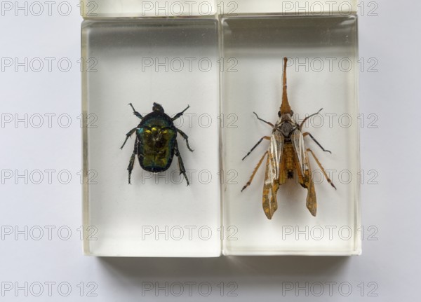 Close up of exotic insects in clear resin blocks