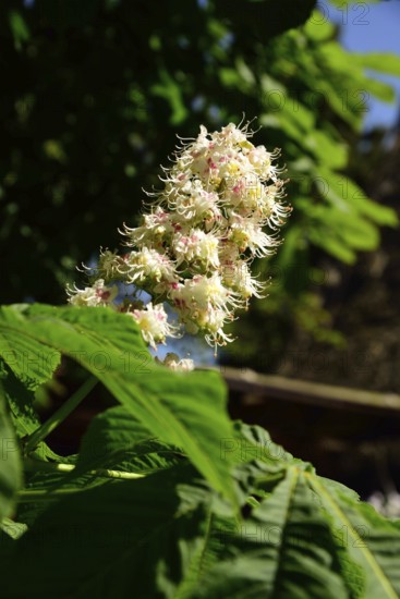 Europe, Germany, Lower Saxony, Blossom of the common horse chestnut, Aesculus hippocastanum,