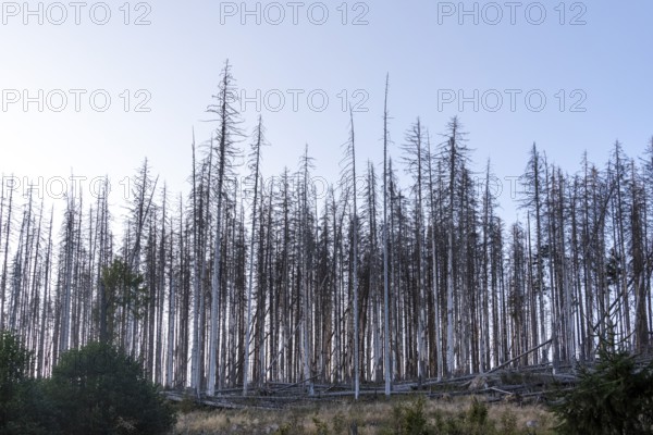 Forest dieback, dead spruces, Ilsetal in the Harz Mountains, Ilsenburg, Saxony-Anhalt, Germany,