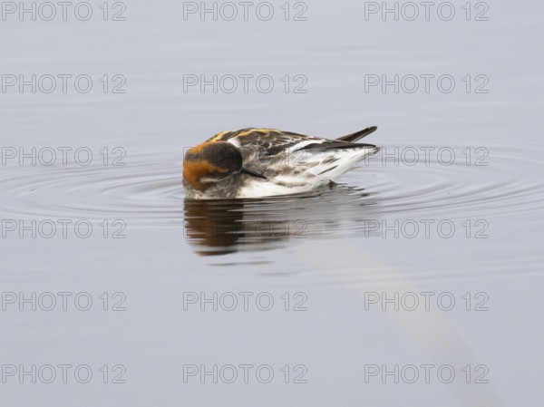 Red-necked phalarope (Phalaropus lobatus), female in summer plumage, preening itself on moorland