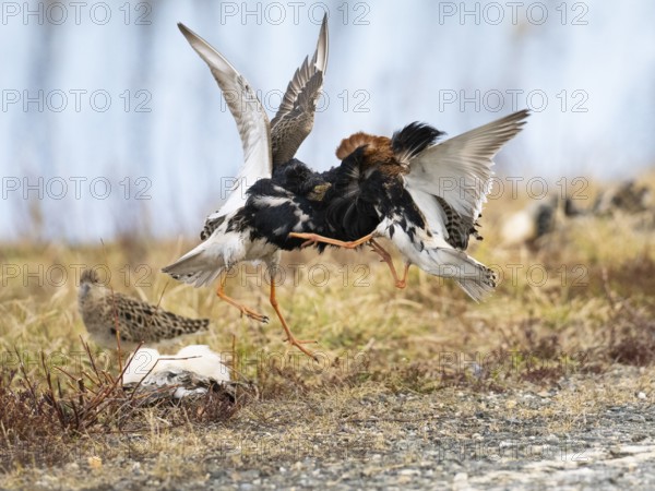 Ruff (Calidris pugnax) two males in breeding plumage at lek, fighting over female, Pokka, Finnish