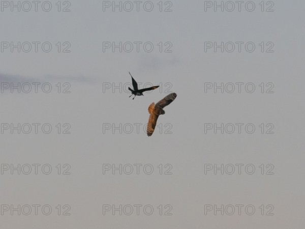 Arctic Skua (Stercorarius parasiticus), breeding bird chasing short-eared Owl, (Asio flammeus),