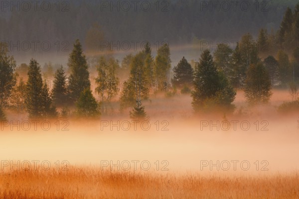 Fog and trees at the Rothenthurm high moor, Canton Schwyz, Switzerland, Europe