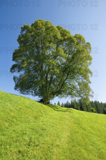 Large lime tree in Oberägeri, Canton Zug, Switzerland, Europe